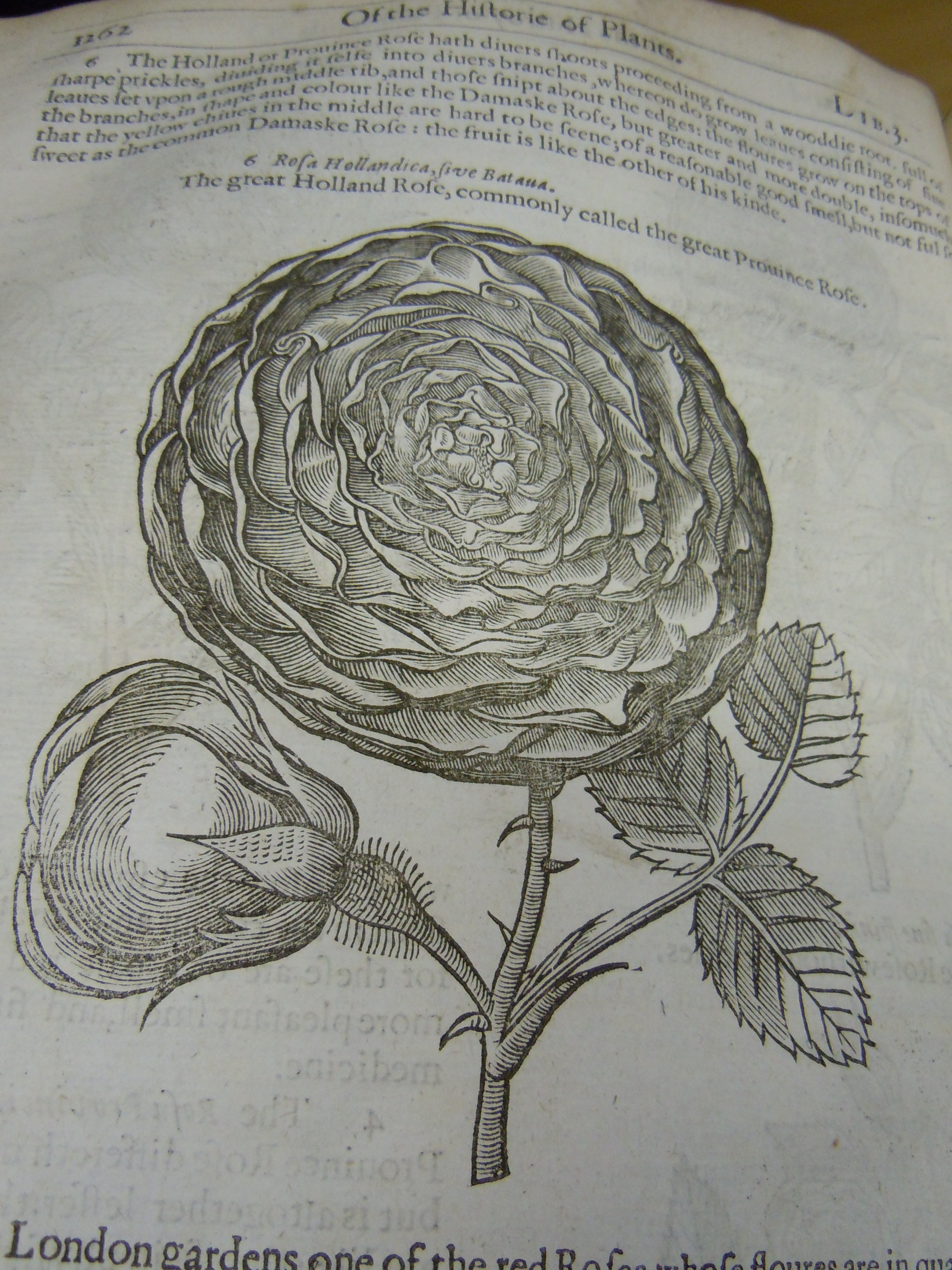 BT3.201.1, p.1262, John Gerrard’s The herball (1633)