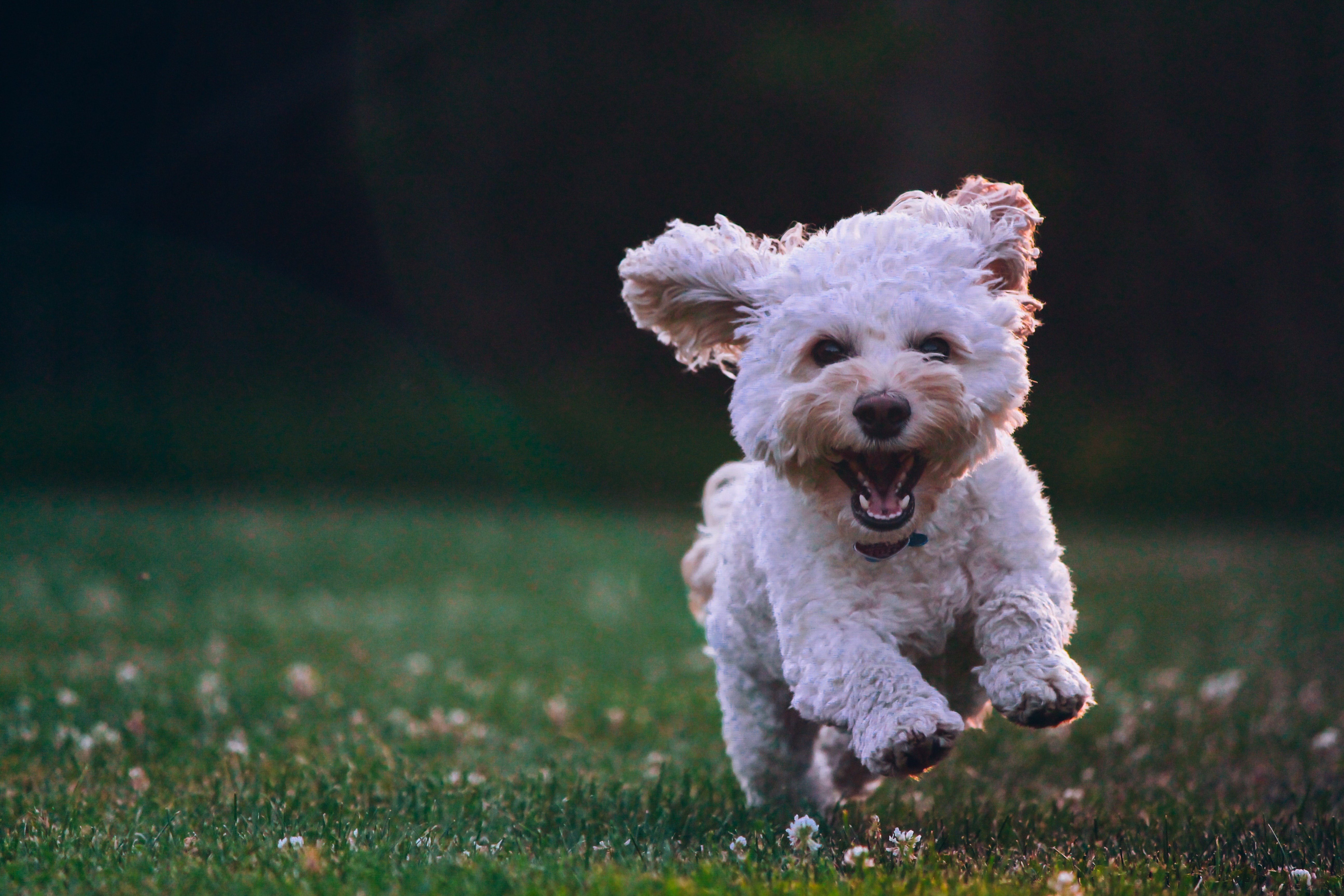 Puppy running happily