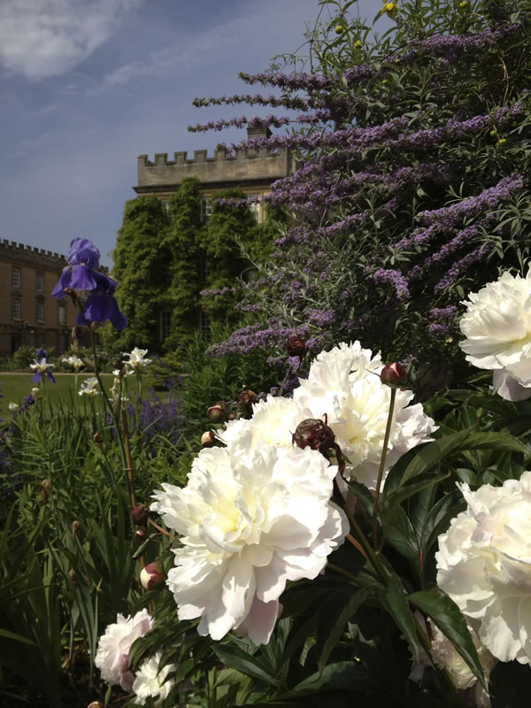 Roses and view to Garden Quad