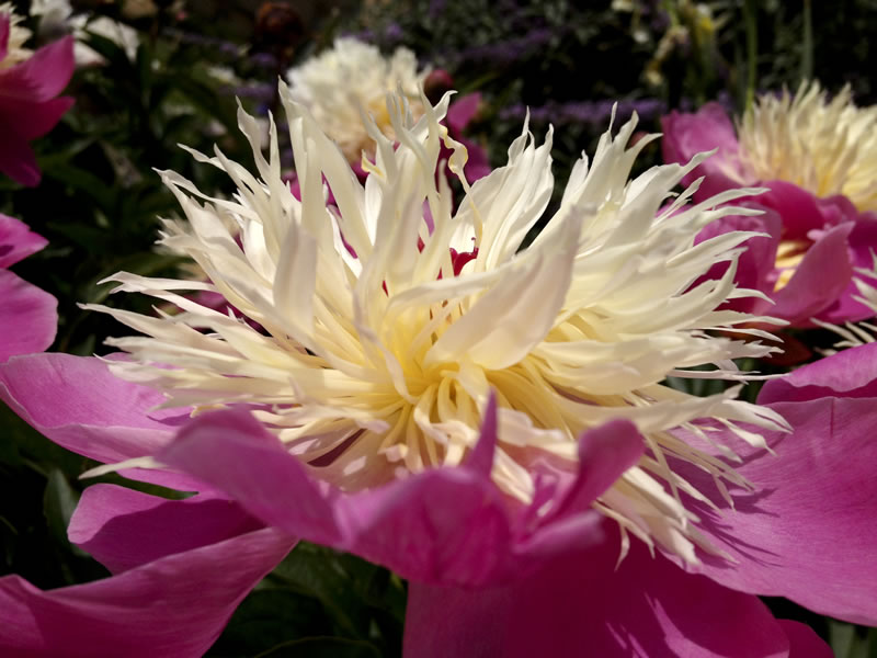 Peonies Peonies