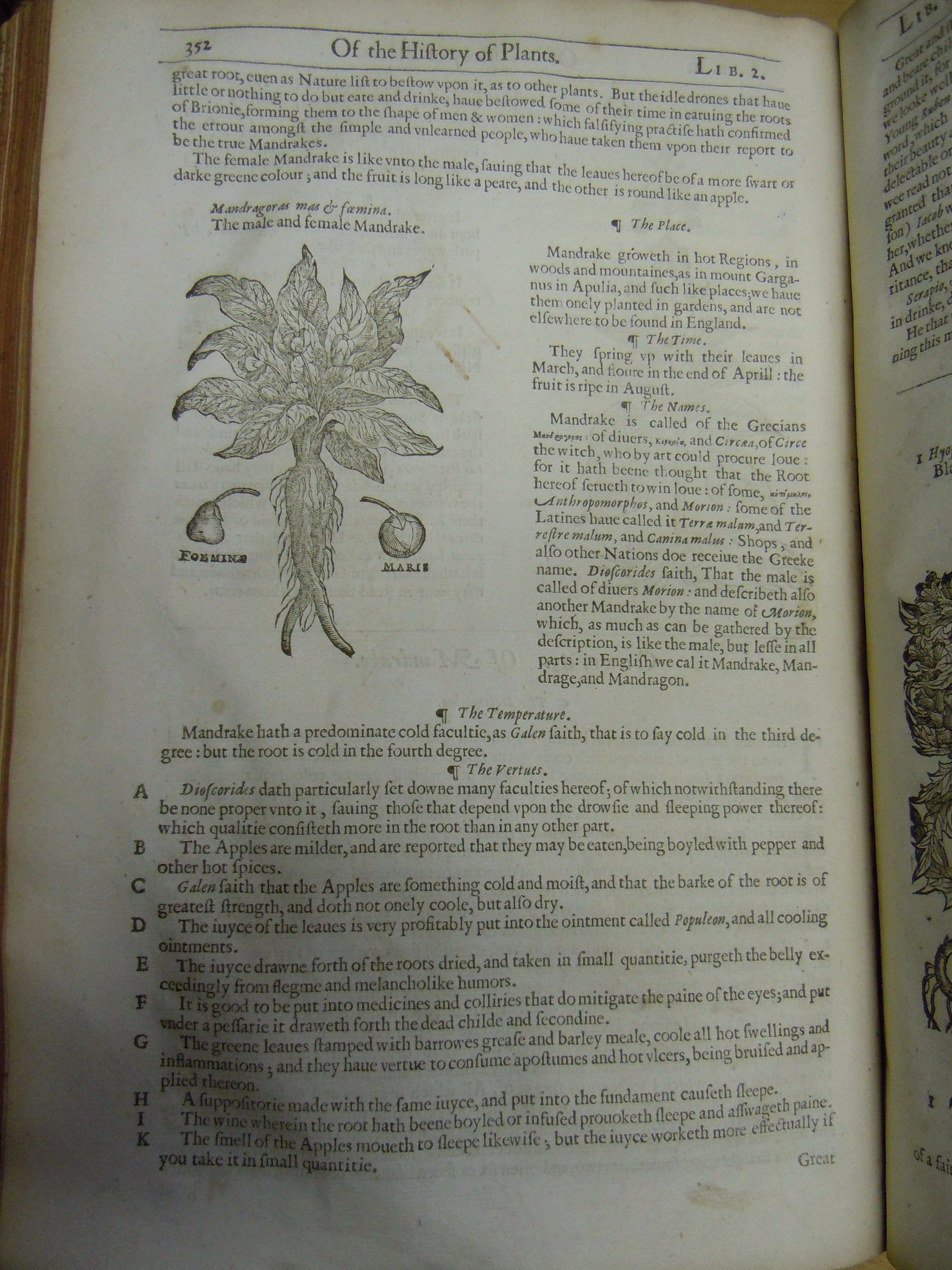 BT3.201.1, p.352, John Gerrard’s The herball (1633)