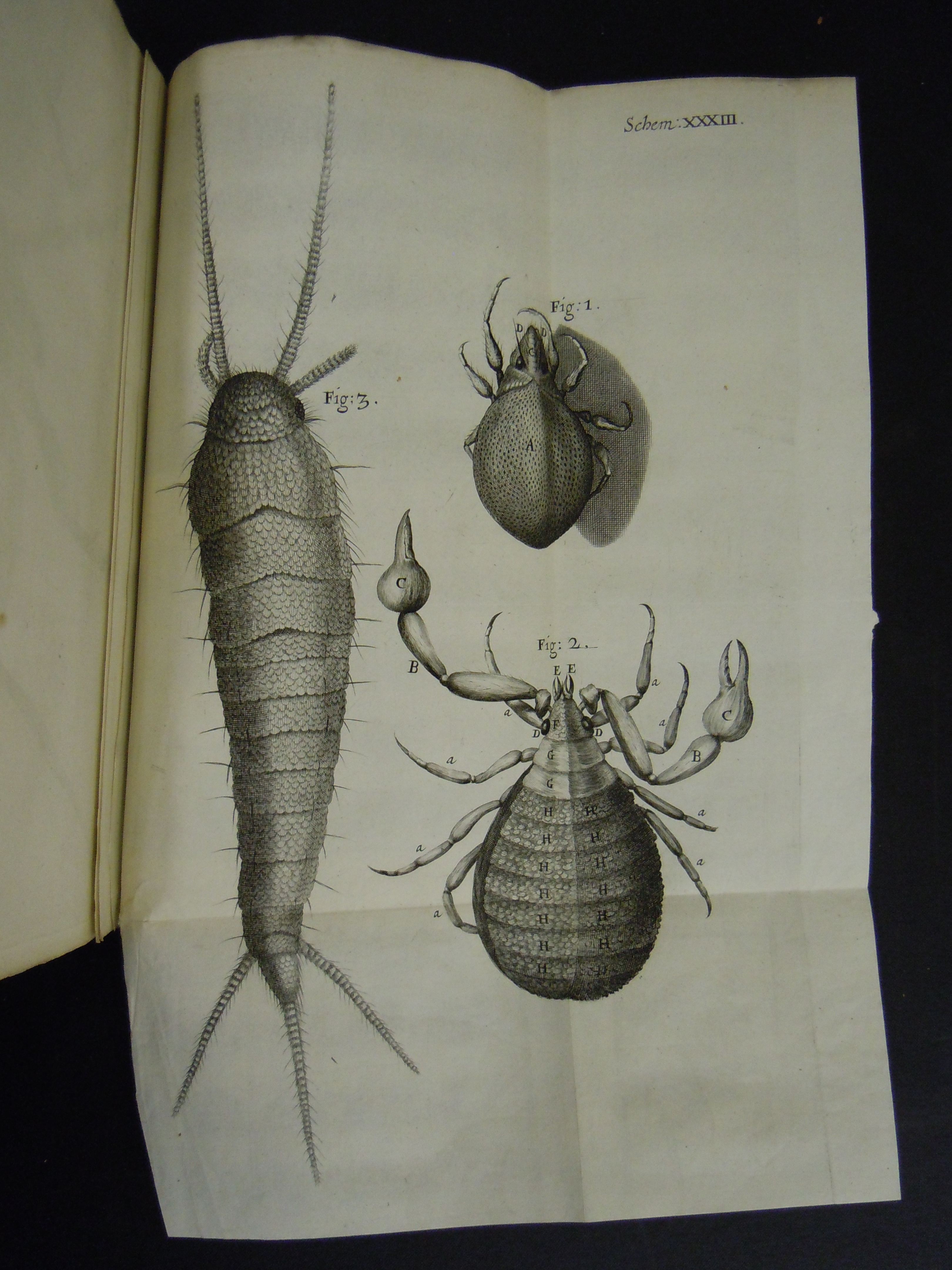 BT1.31.14, pl. xxxiii, Robert Hooke’s Micrographia (1665)