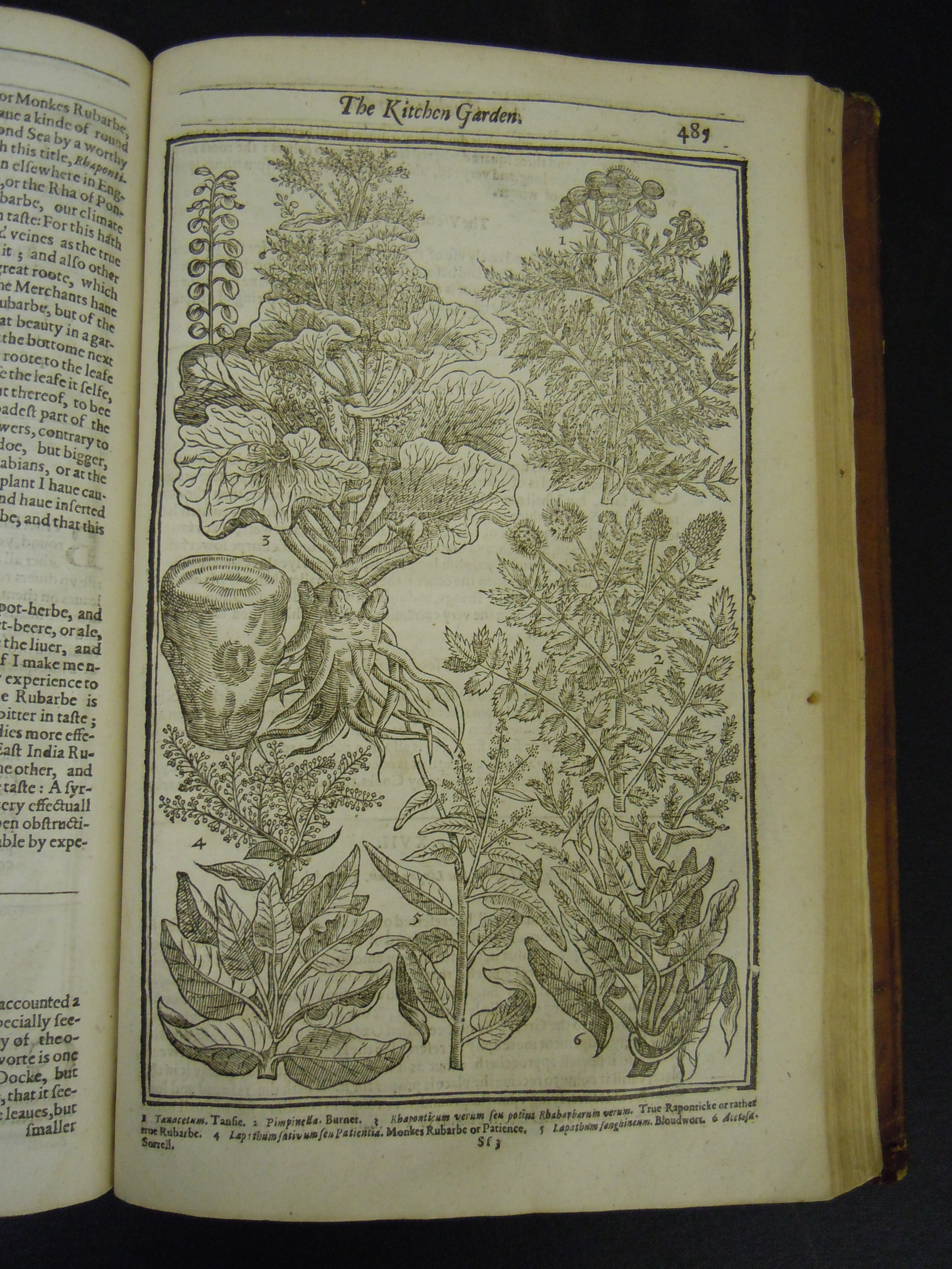 BT1.31.13, p.485, John Parkinson’s Paradisi in sole paradisus terrestris (1629)