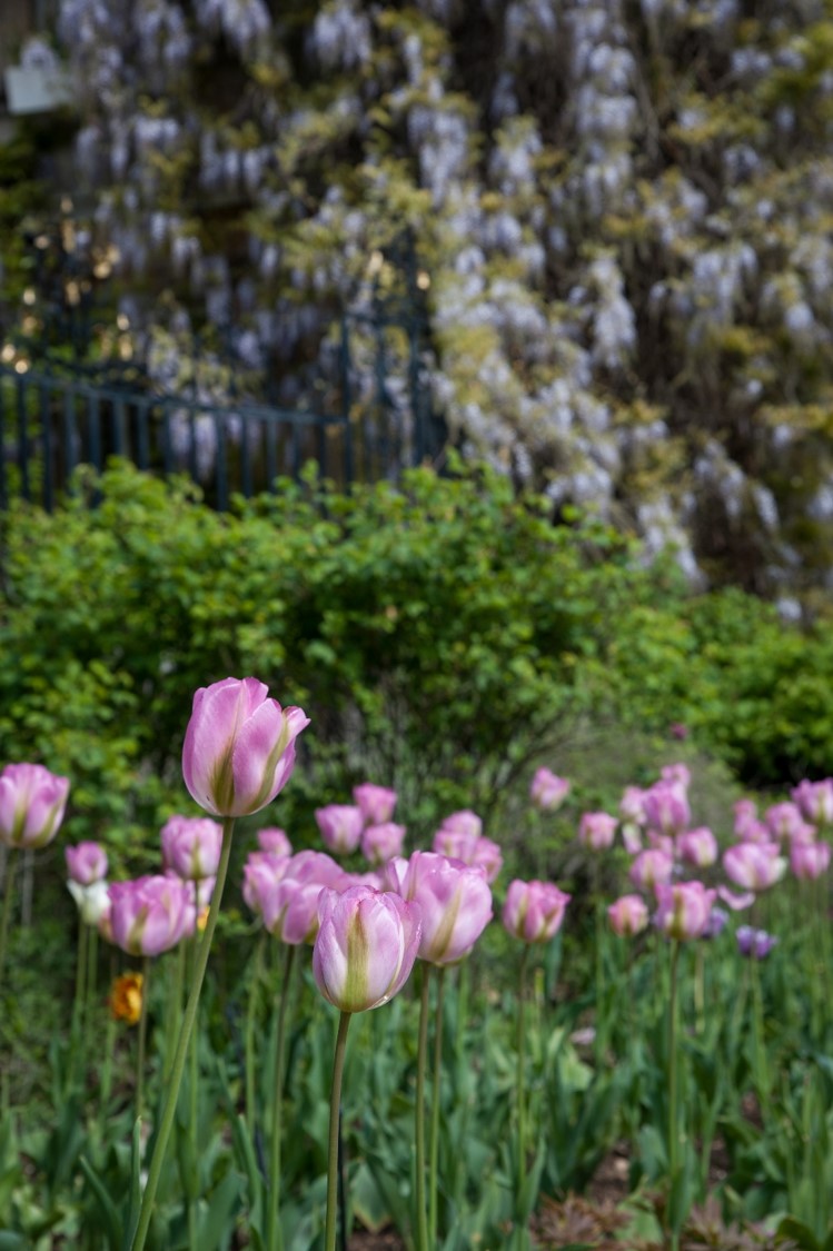 Tulips