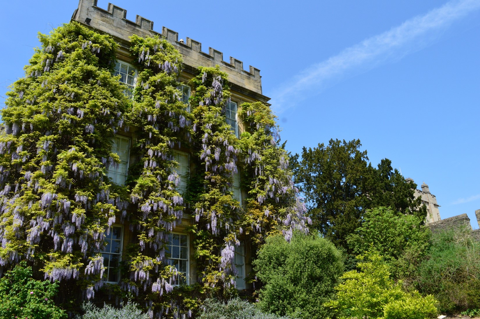 Wisteria