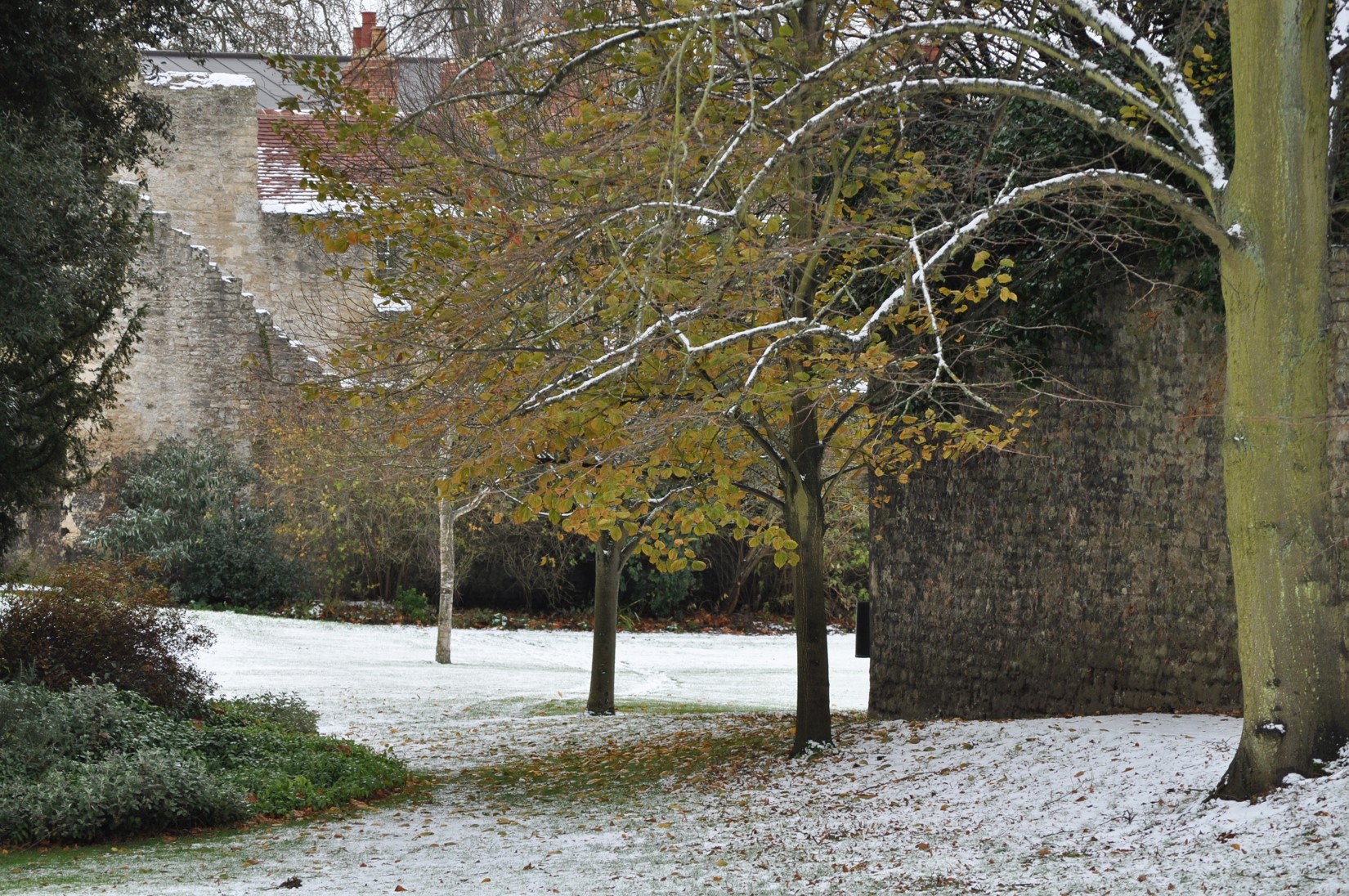 Trees in winter