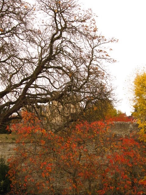 Autumn trees Autumn trees