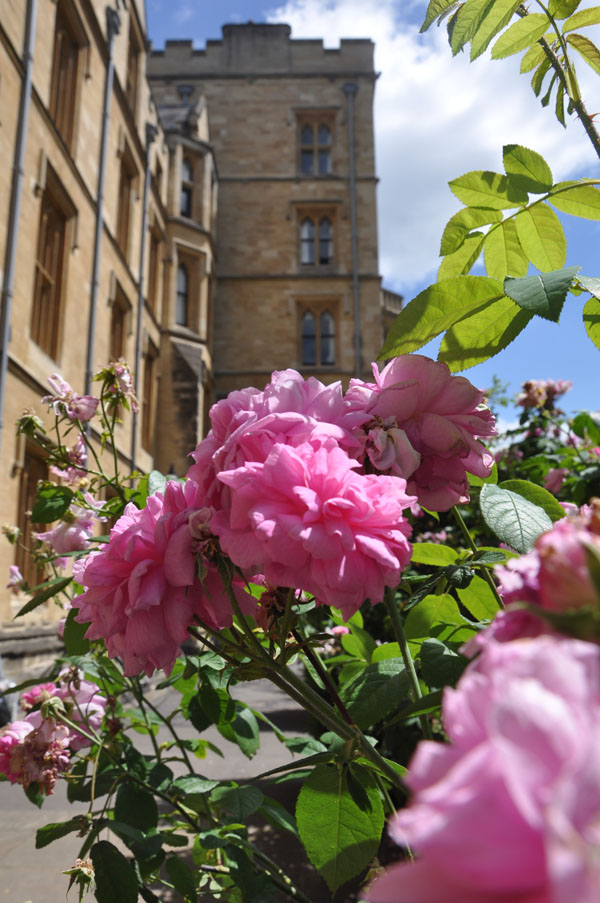 New Buildings with Roses