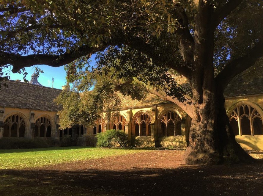 Holm oak with Cloisters behind