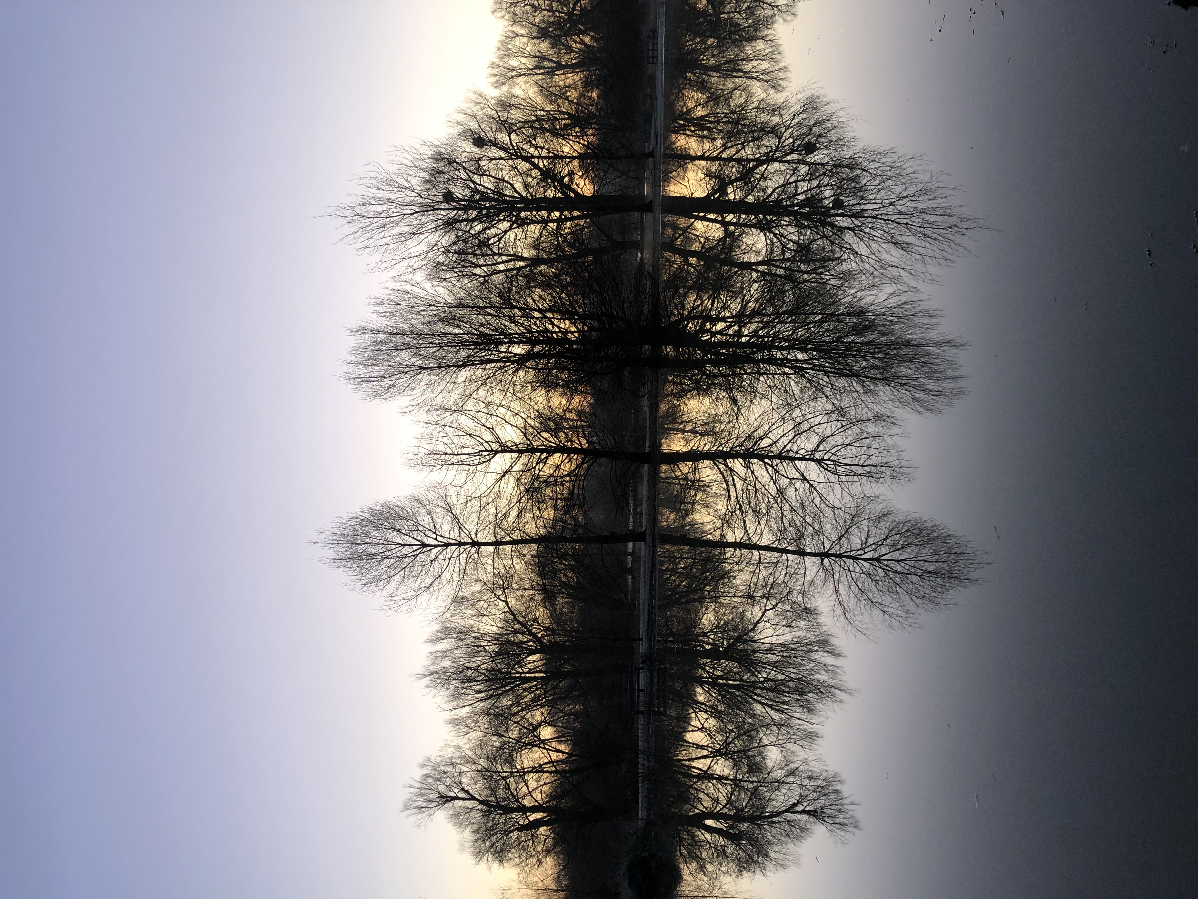 Trees silhouetted against the sky and reflected in water