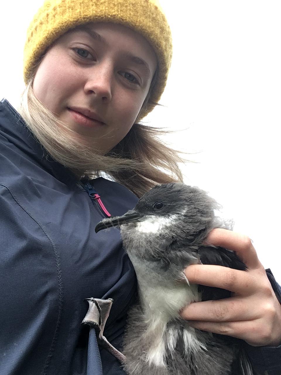 Maddy with a Manx shearwater