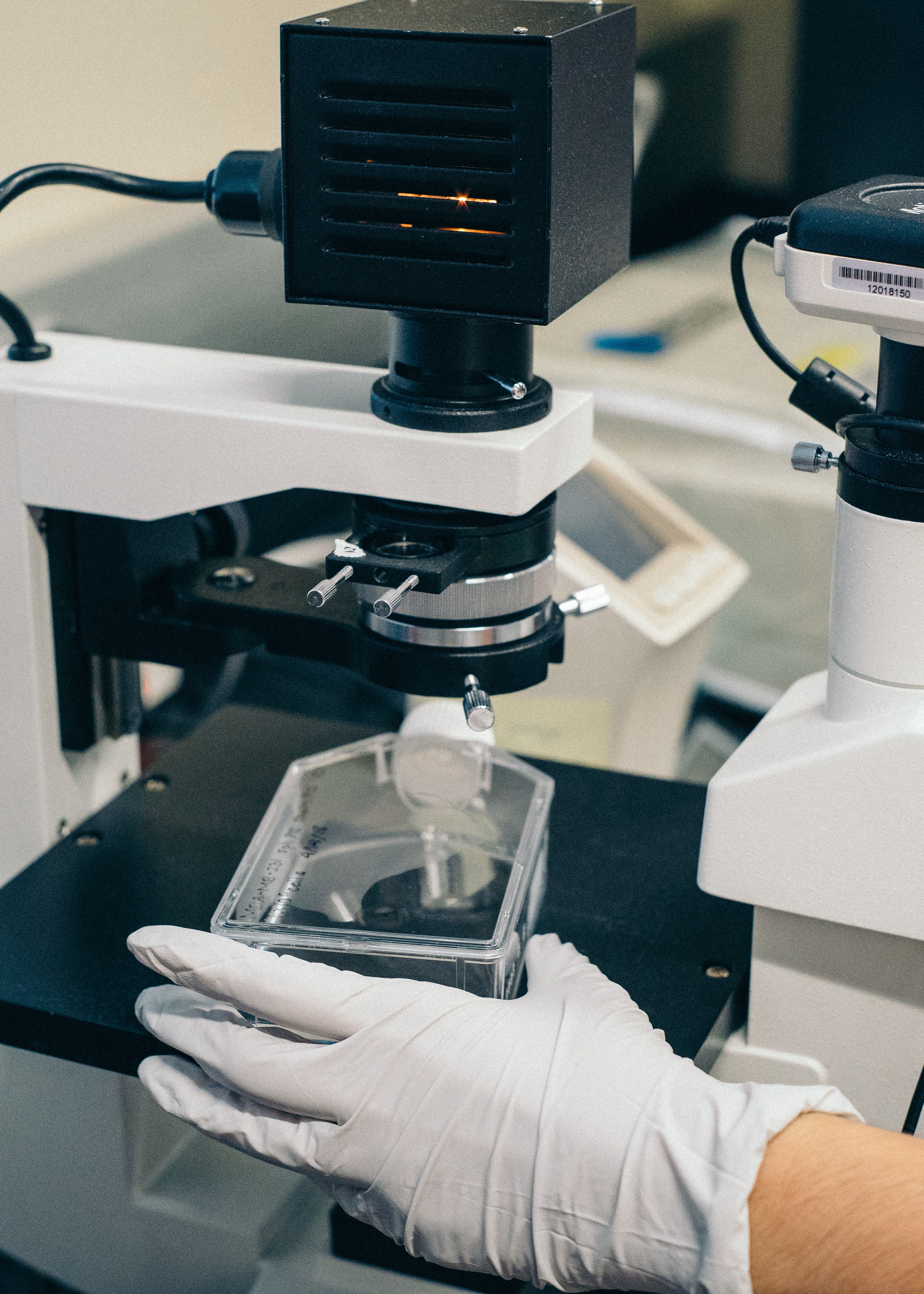 A gloved hand preparing a stem cell culture for analysis