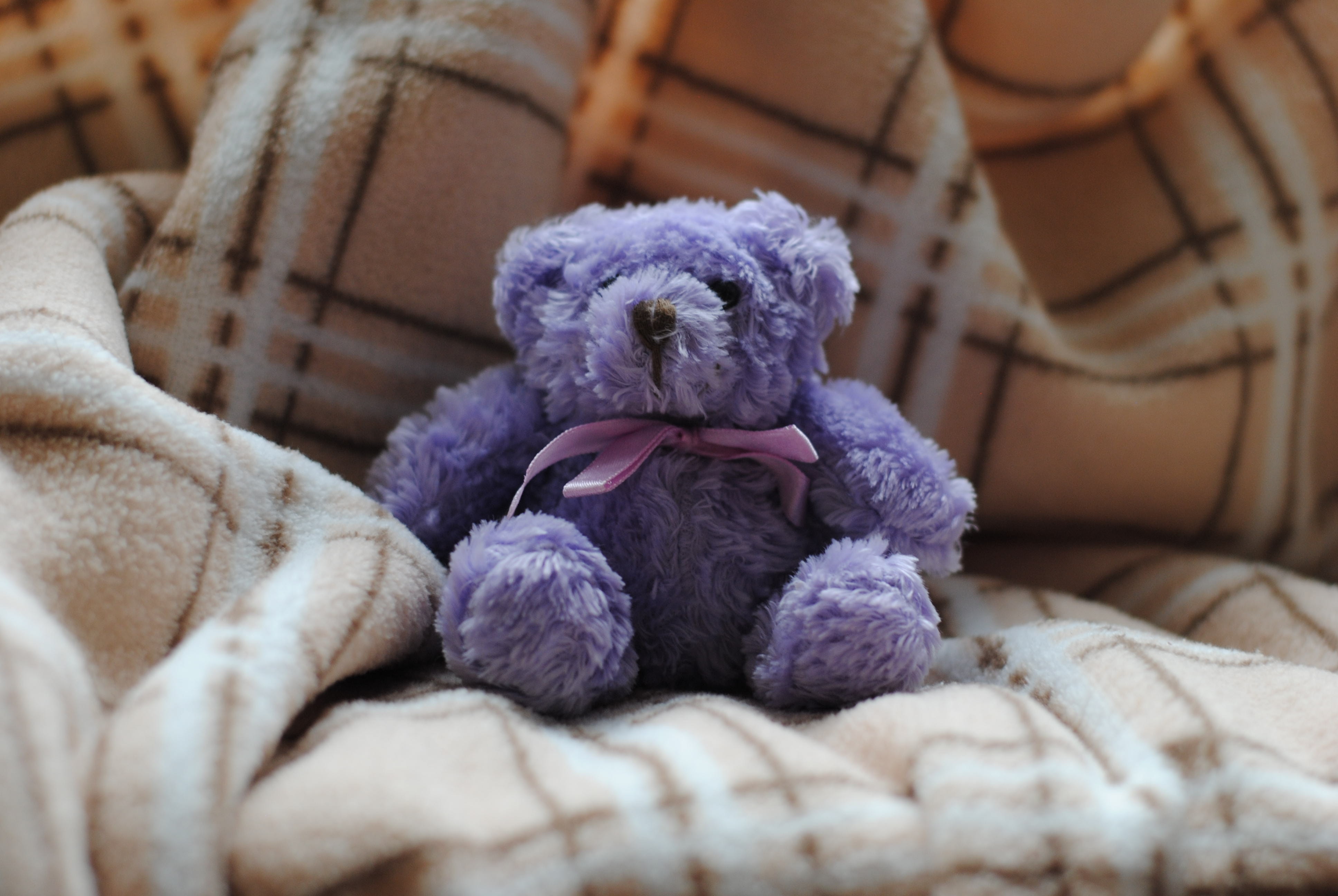 Teddy bear in blanket