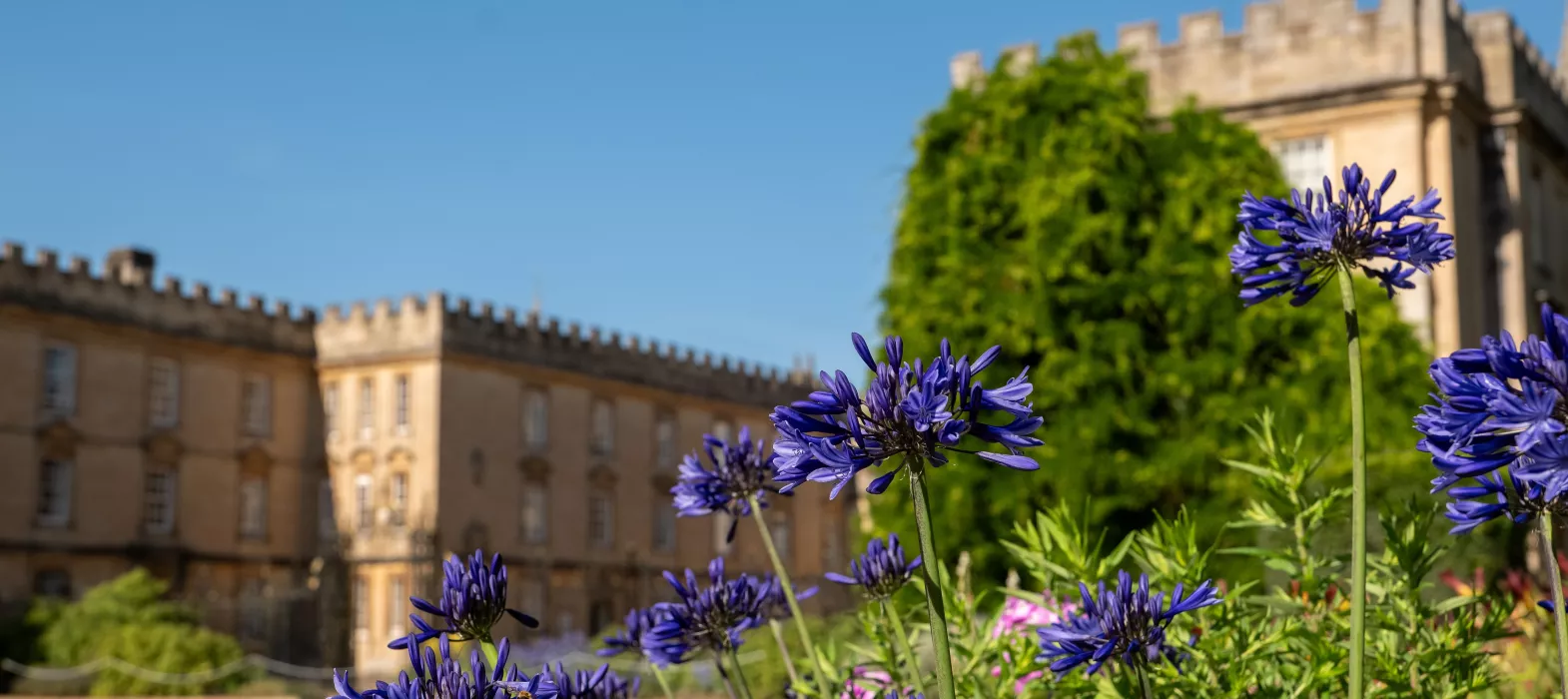 Purple flowers in the New College gardens