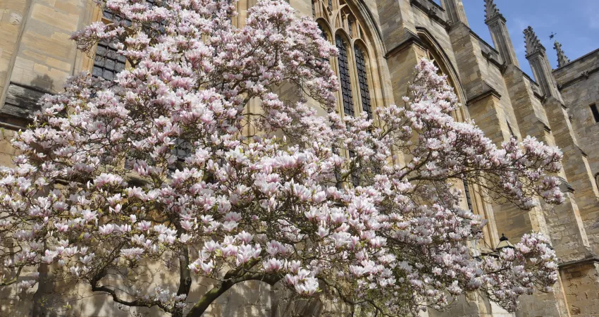 Blossom at New College