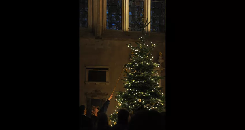 A student using a pole to hang a bauble high on a Christmas tree