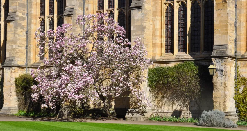 Blooming magnolia in front of golden stone chapel wall