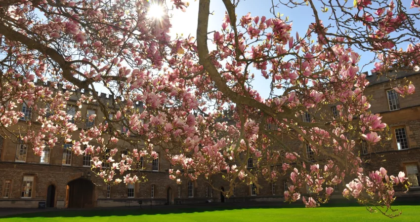 Sunlight lighting up the blossom of a magnolia