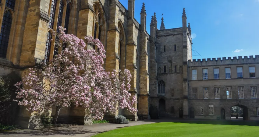 Blooming magnolia in front of a medieval building