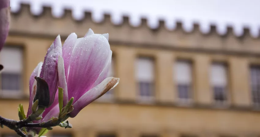 Blooming magnolia bud, with crenellated building in the background