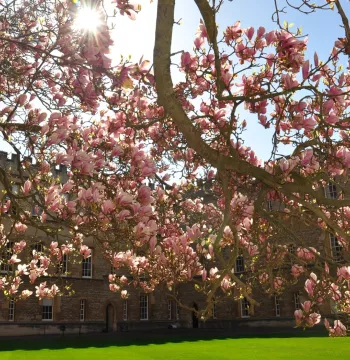 Sunlight lighting up the blossom of a magnolia